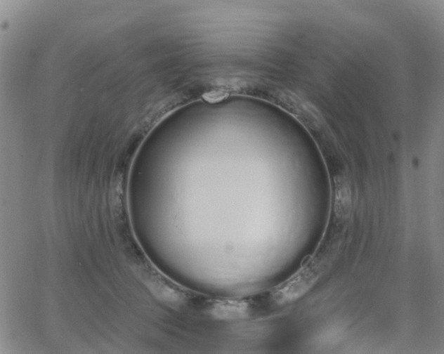 X0000064050369200601301219