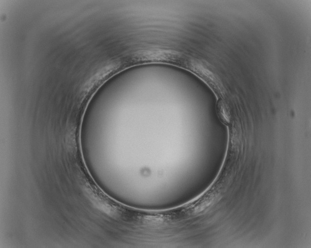 X0000064050394200601301219