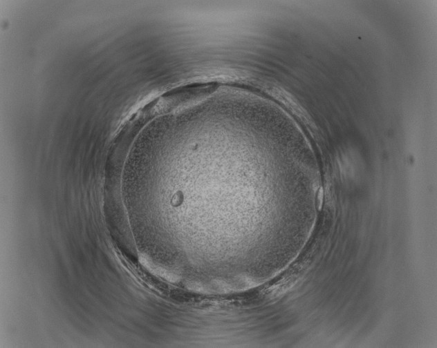 X0000064050434200601301217