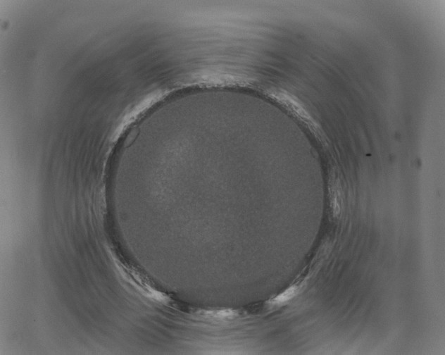 X0000064050488200601301217