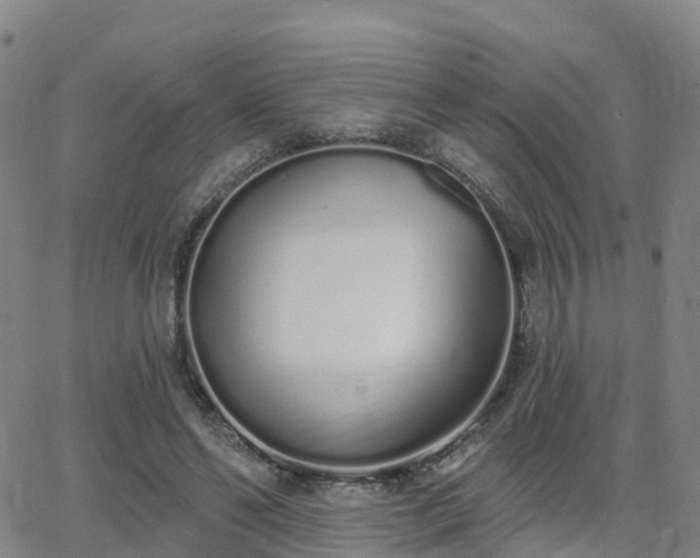 X0000064050494200601301217