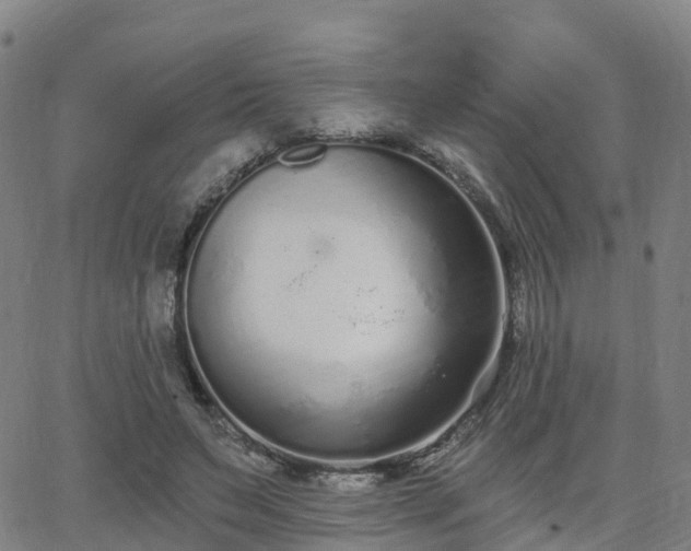 X0000064050495200601301217