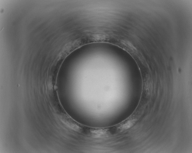 X0000064050516200601301217