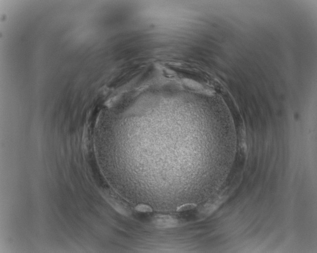 X0000064050519200601301217