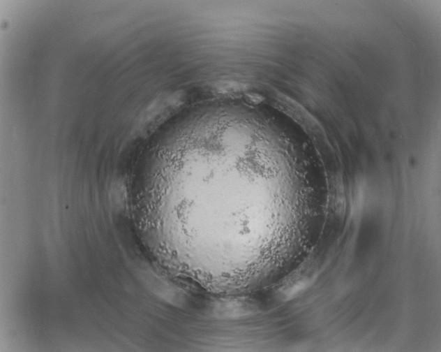 X0000064050523200601301217