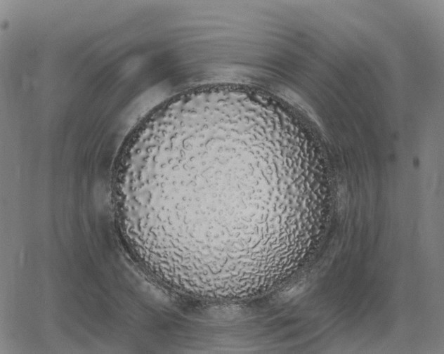 X0000064050882200601301211