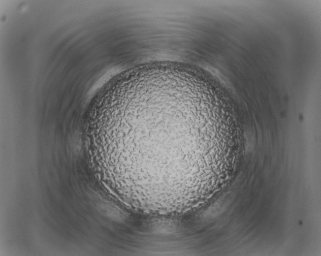 X0000064051266200601301204