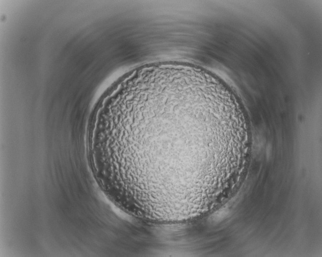 X0000064051294200601301204