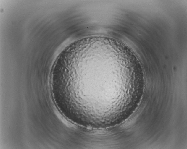 X0000064051482200601301201