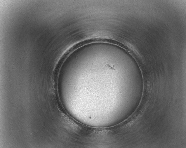 X0000064050926200602031619