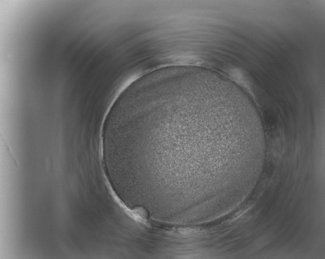 X0000064051095200602031617