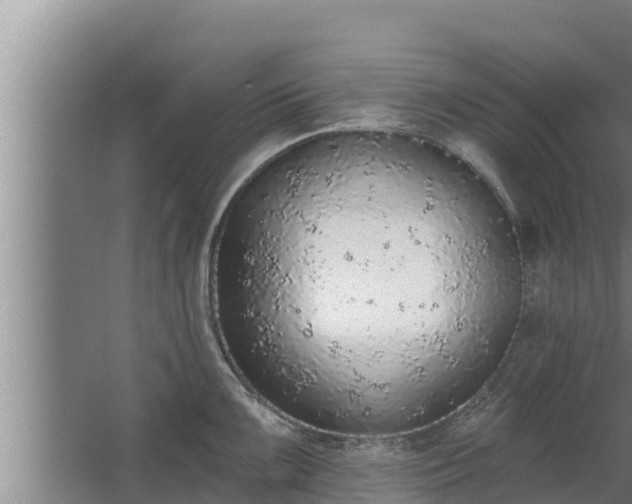 X0000064051099200602031617