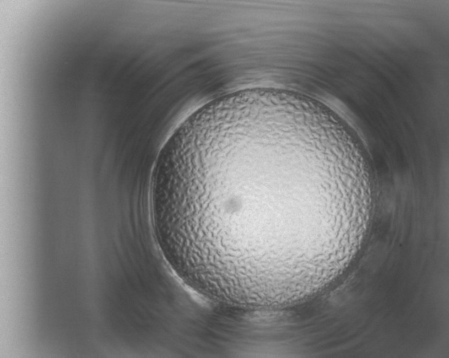 X0000064051290200602031614