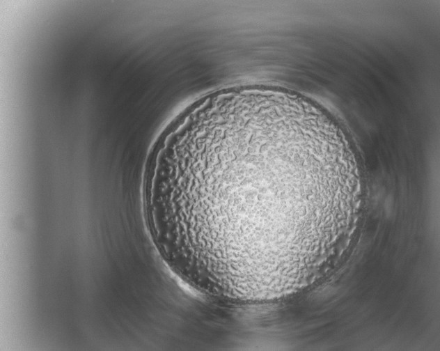 X0000064051294200602031614