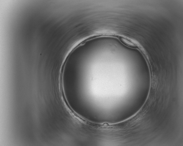 X0000064051295200602031613