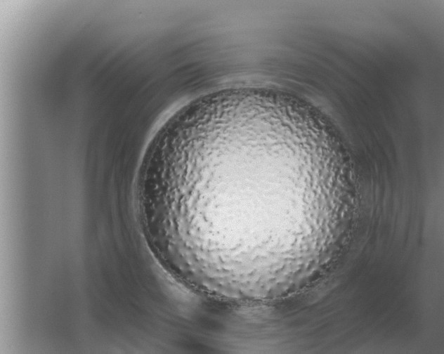 X0000064051466200602031611