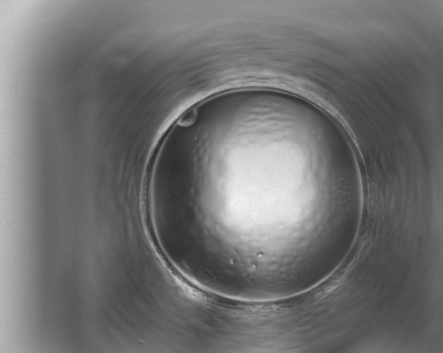 X0000064051533200602031610