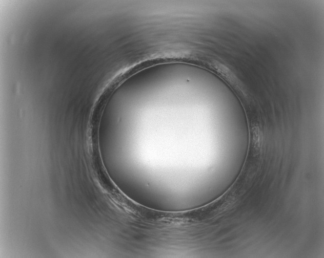 X0000064050676200602101451