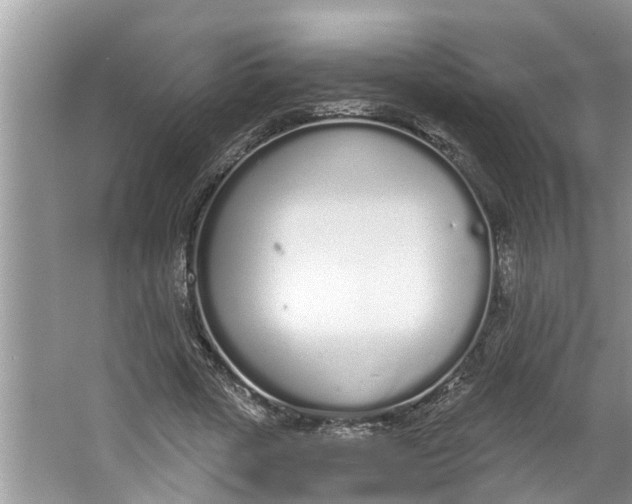 X0000064050729200602101450