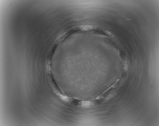 X0000064050766200602101450