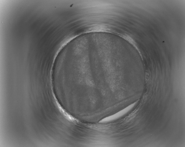 X0000064050995200602101446