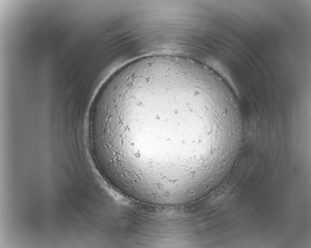 X0000064051099200602101444