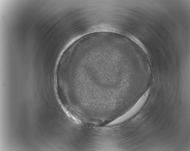 X0000064051144200602101444