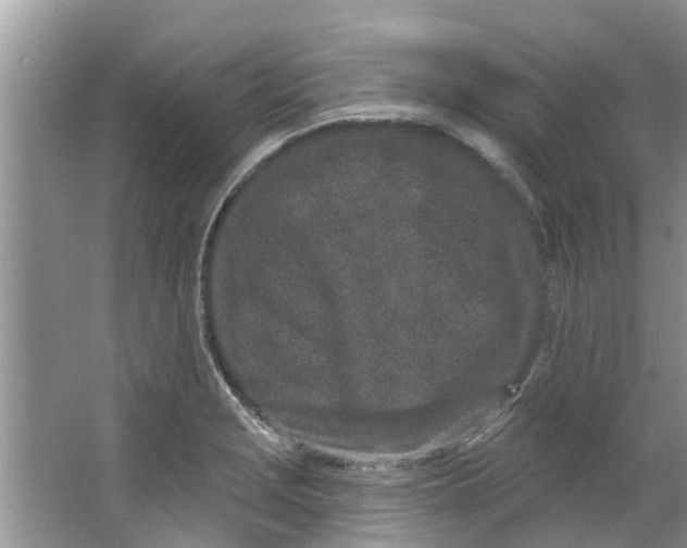 X0000064051229200602101442