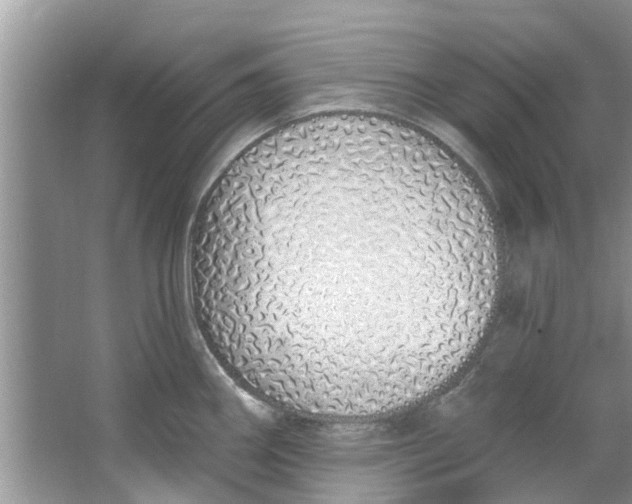 X0000064051290200602101441