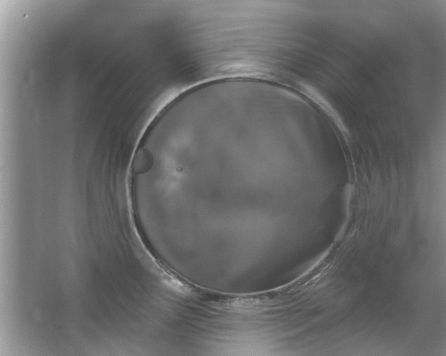 X0000064051291200602101441