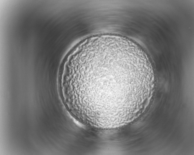 X0000064051294200602101441