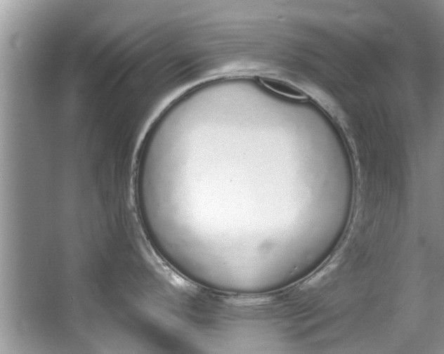 X0000064051296200602101441