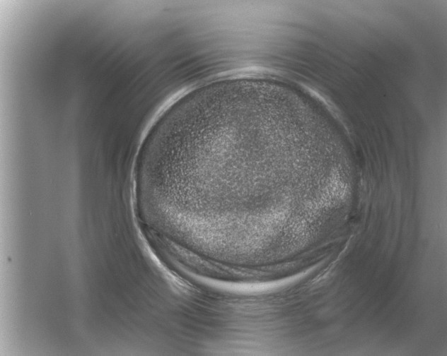 X0000064051418200602101439