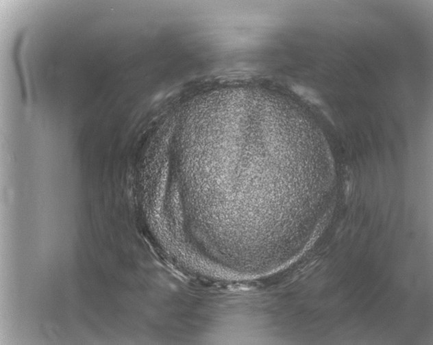 X0000064051445200602101438