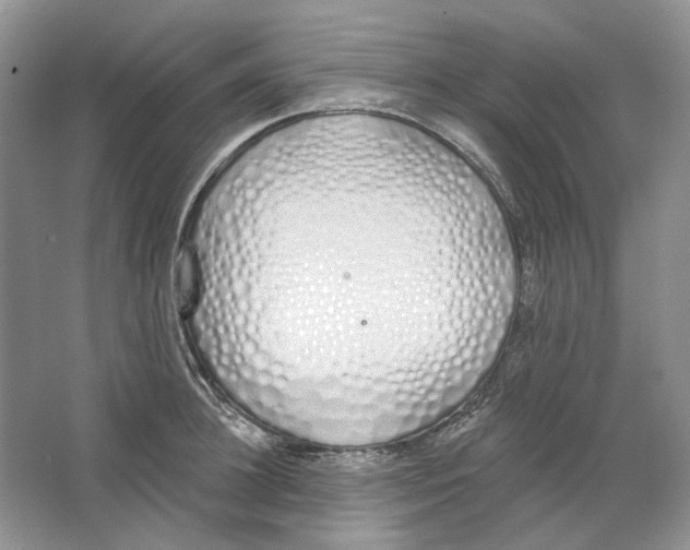 X0000064050948200602171707