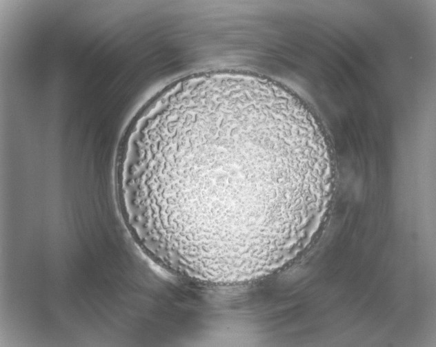 X0000064051294200602171701
