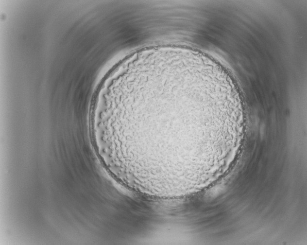 X0000064051294200602242336