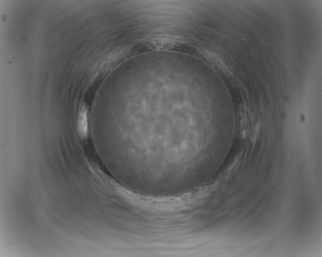 X0000064060042200601271303