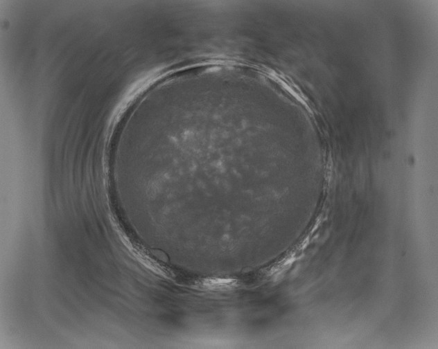 X0000064060055200601271302