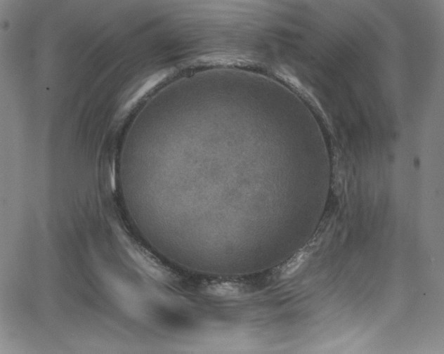 X0000064060062200601271302