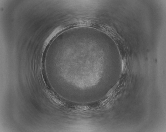 X0000064060195200601271301