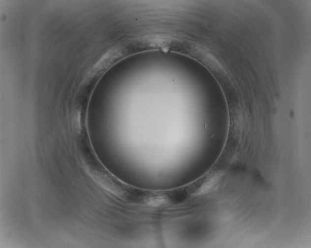X0000064060262200601271259