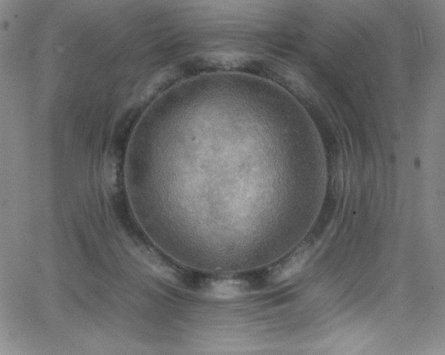 X0000064060268200601271259