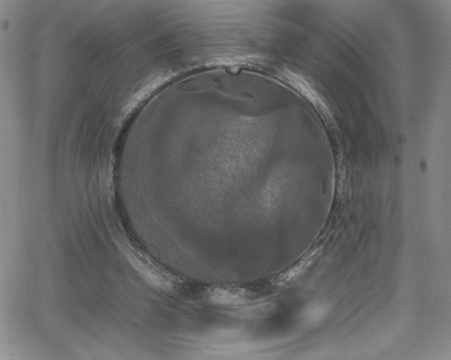 X0000064060346200601271258