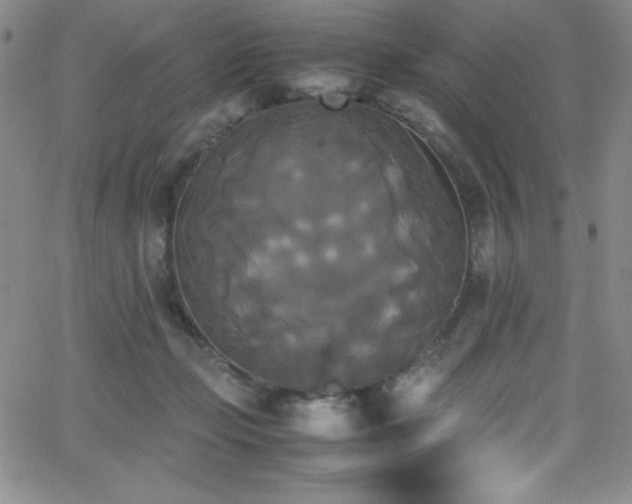 X0000064060365200601271258