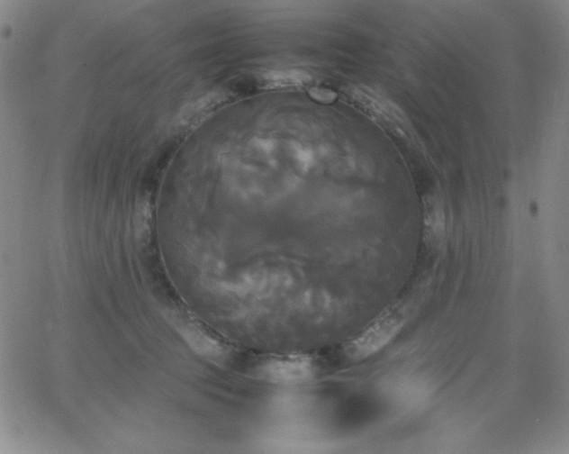 X0000064060369200601271258