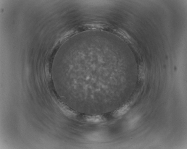 X0000064060377200601271258