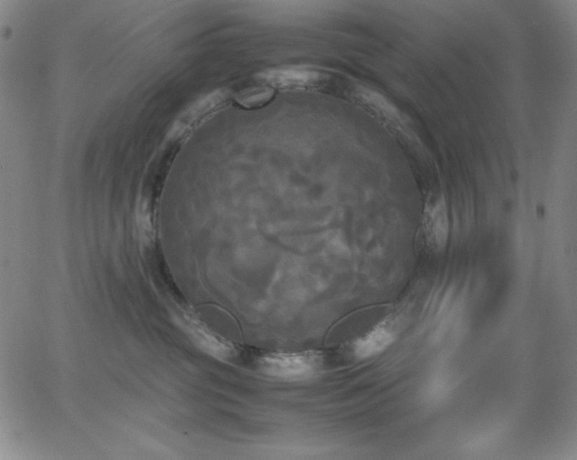 X0000064060381200601271258