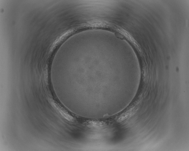 X0000064060442200601271256
