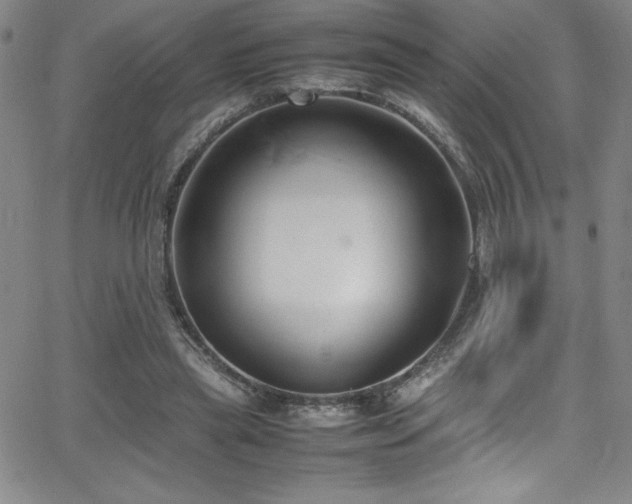 X0000064060445200601271256
